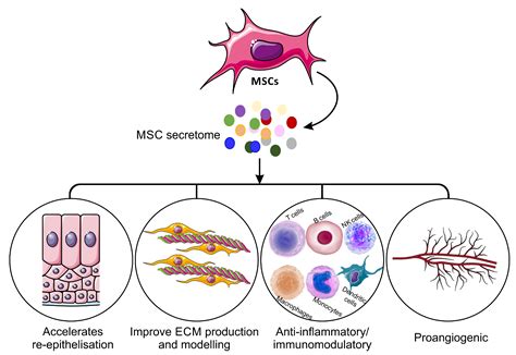 mesenchymal stem cells.